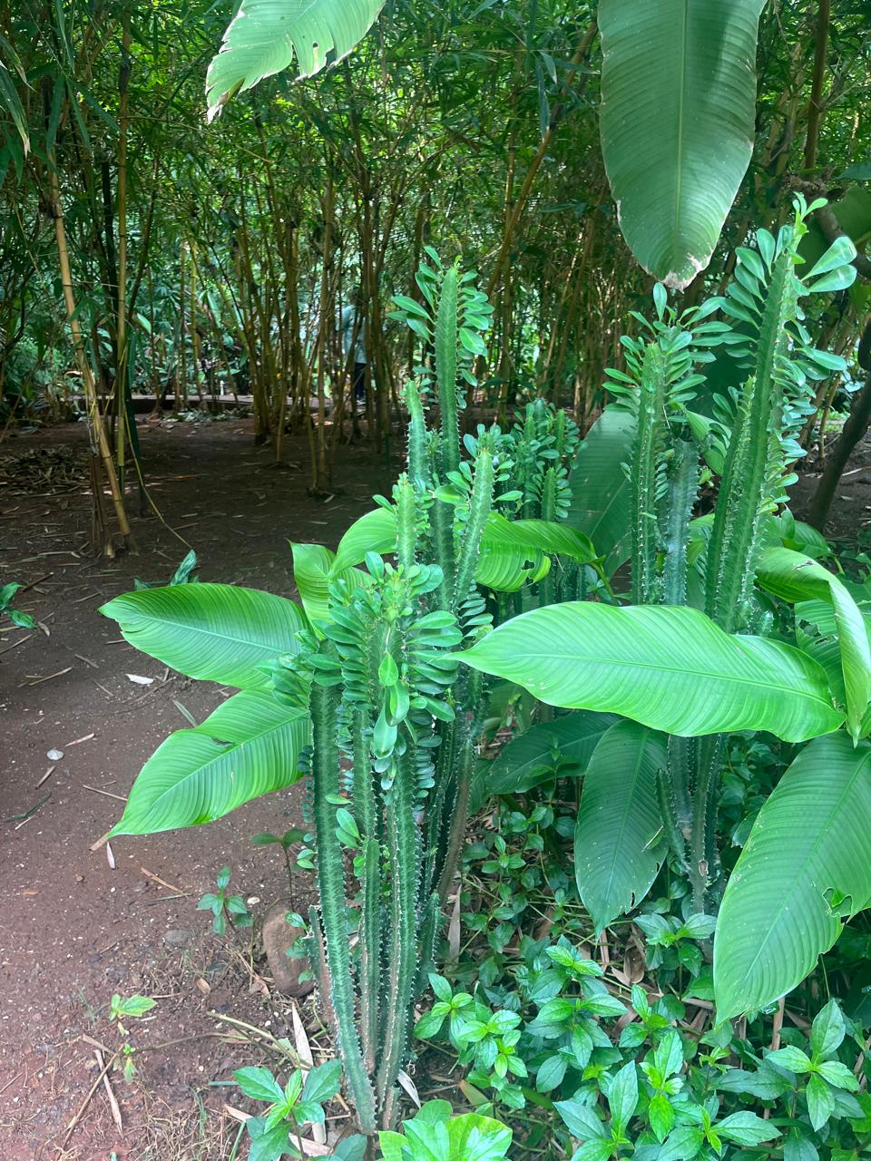 Veermata Jijabai Bhosale Botanical Udyan and Zoo - slide 3