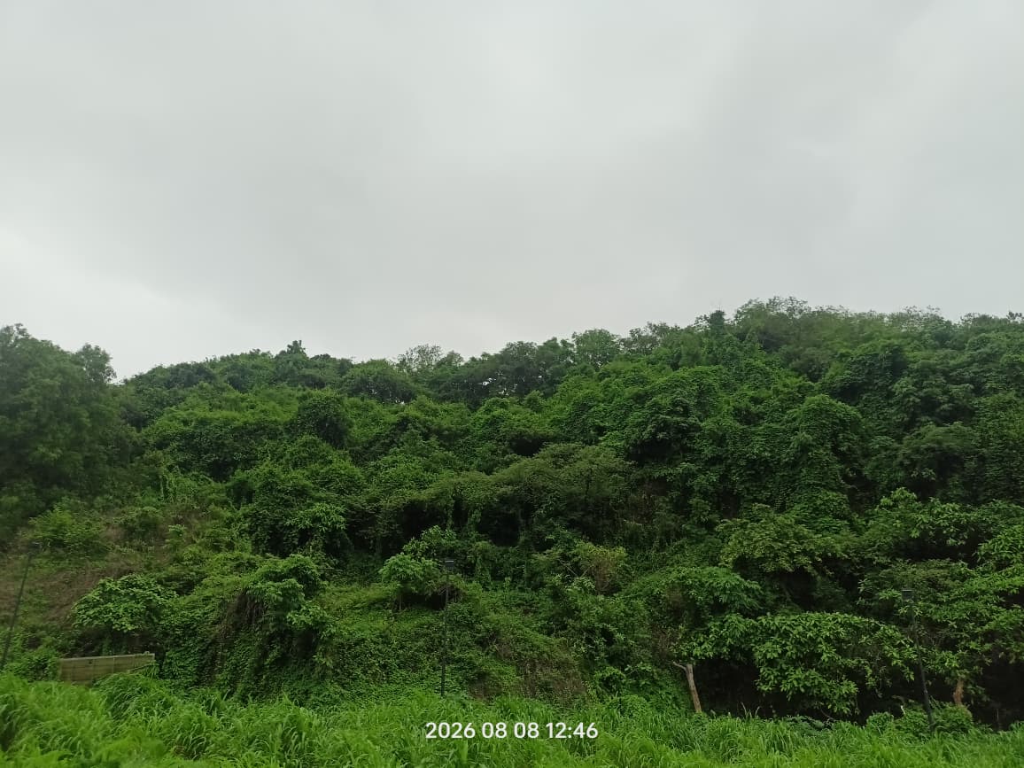Nahar Amrit Shakti Udyan – Miyawaki Forest - slide 3