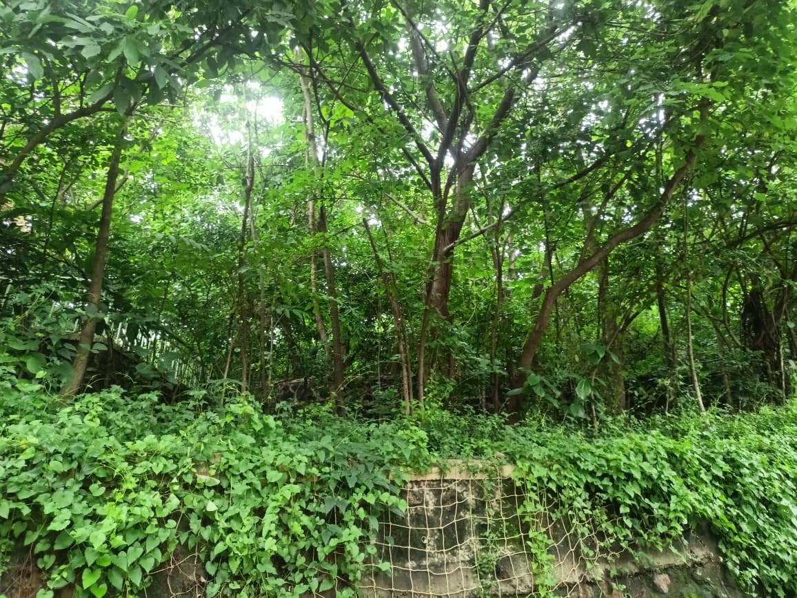 Nahar Amrit Shakti Udyan – Miyawaki Forest - slide 2