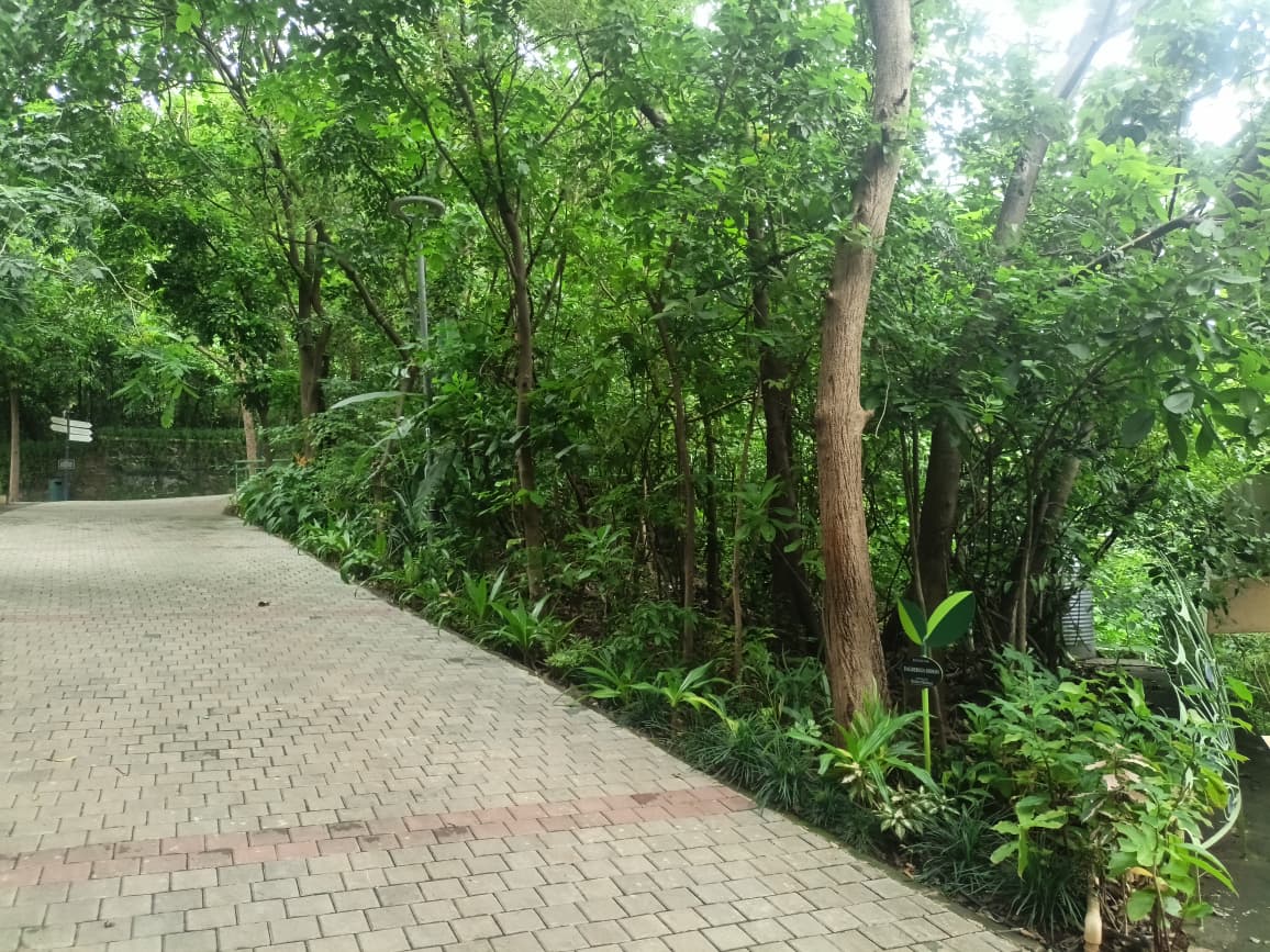 Nahar Amrit Shakti Udyan – Miyawaki Forest - slide 6