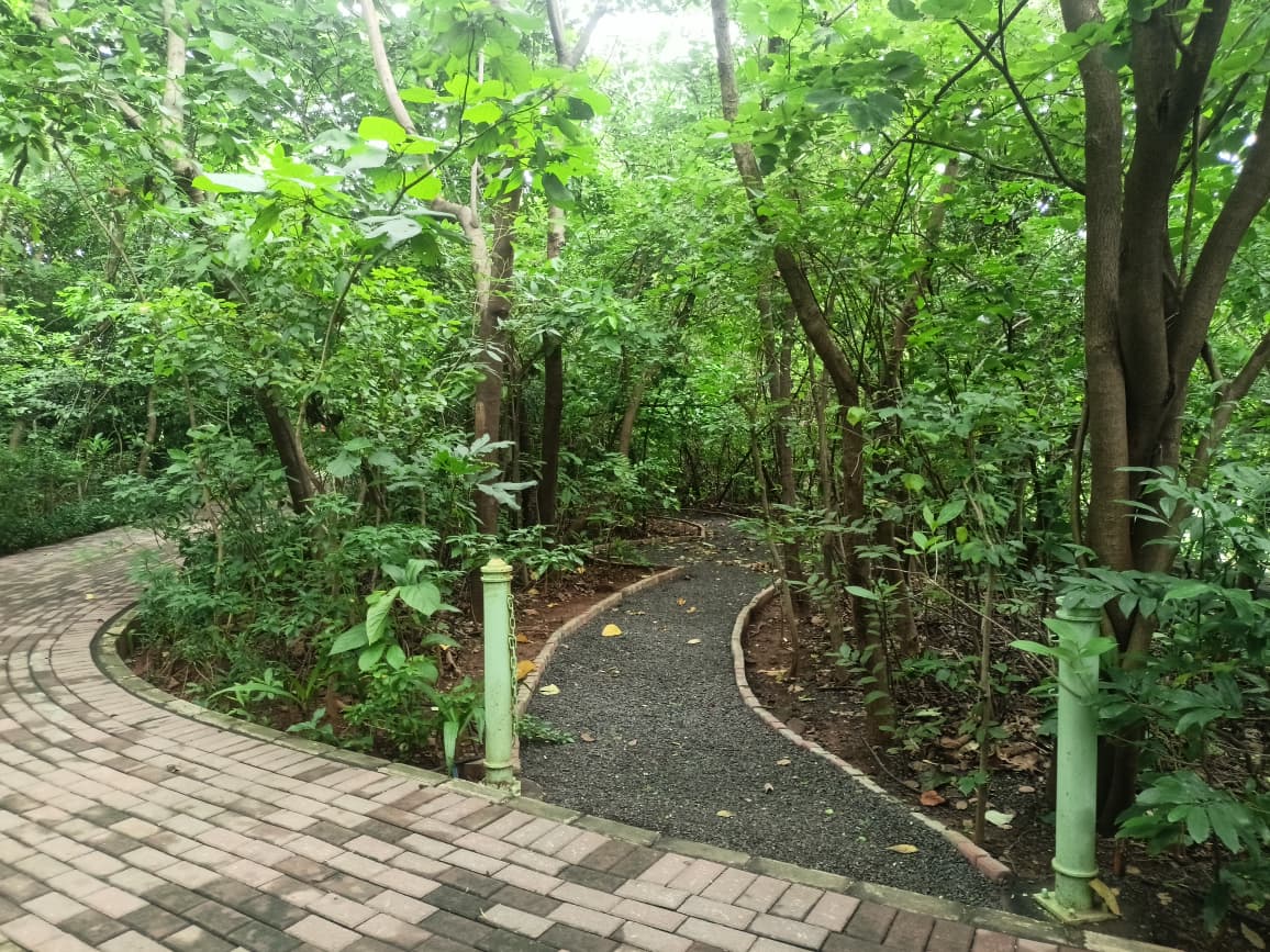 Nahar Amrit Shakti Udyan – Miyawaki Forest - slide 7