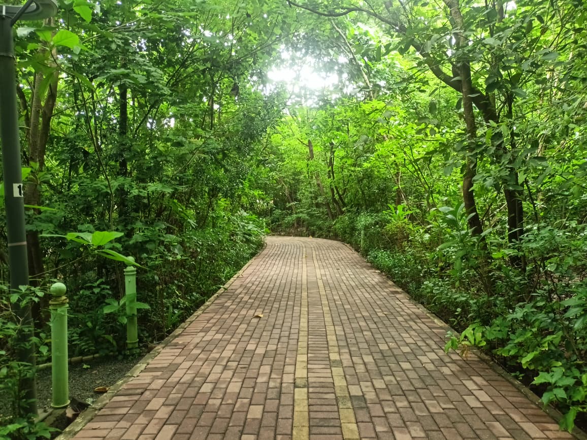 Nahar Amrit Shakti Udyan – Miyawaki Forest - slide 8