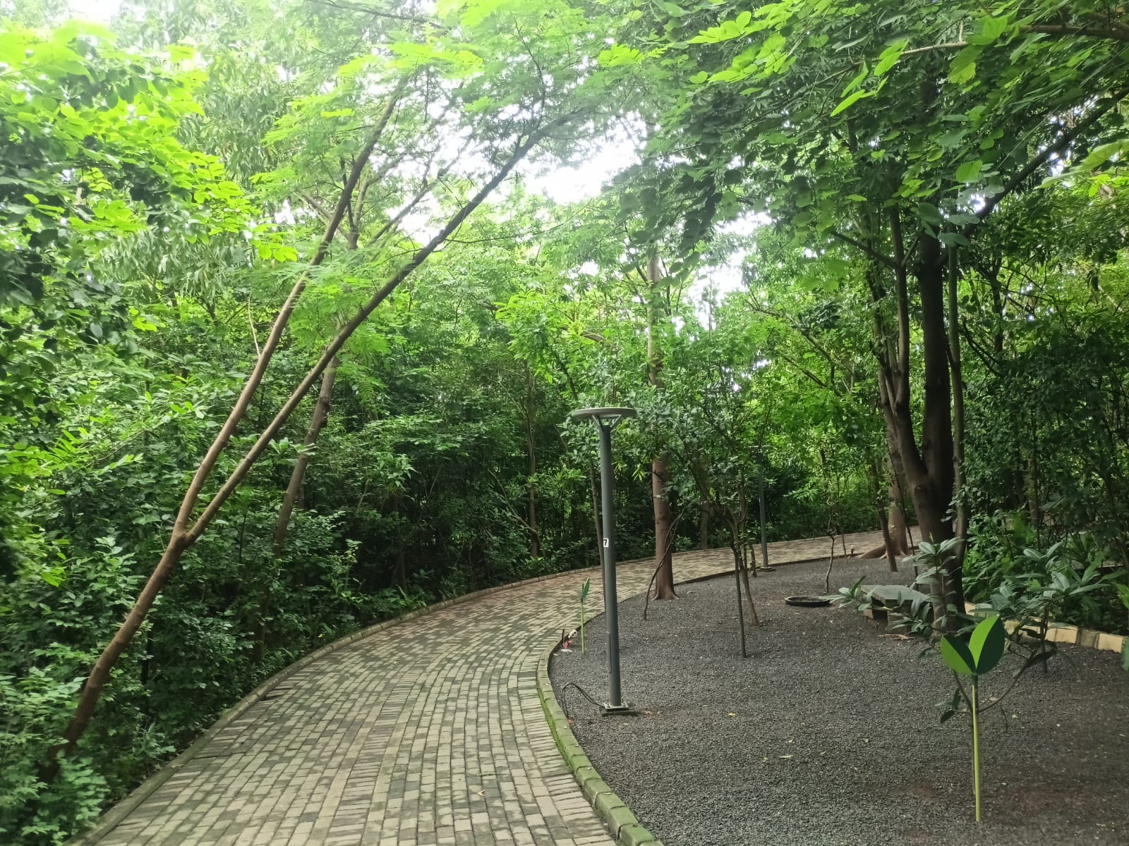 Nahar Amrit Shakti Udyan – Miyawaki Forest - slide 10