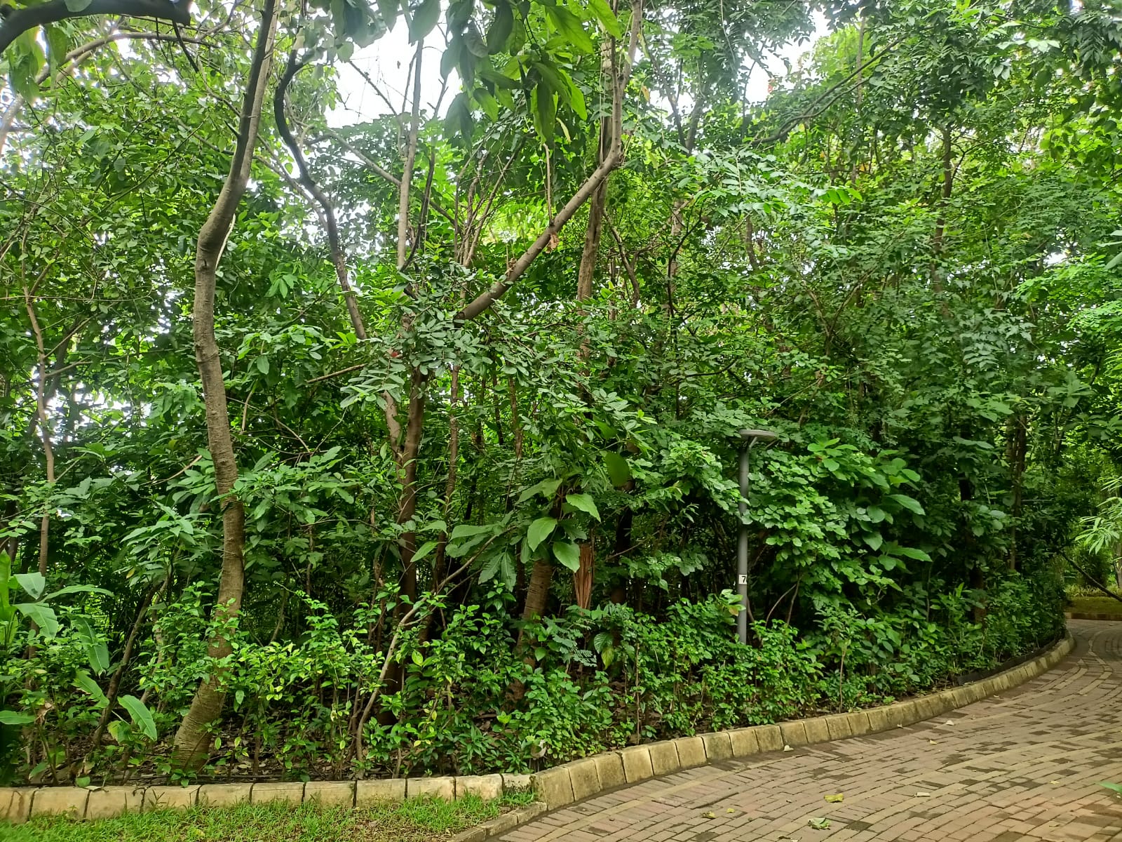Nahar Amrit Shakti Udyan – Miyawaki Forest - slide 11