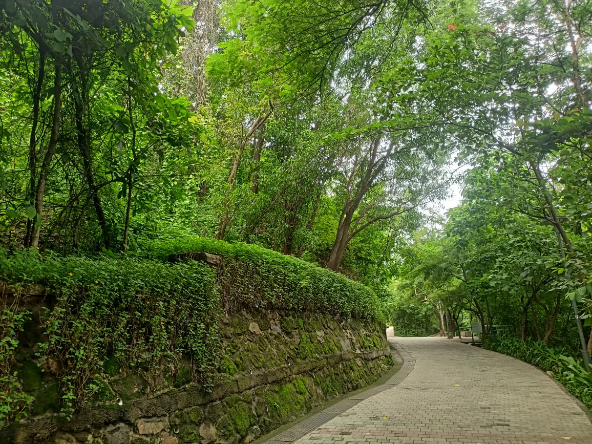 Nahar Amrit Shakti Udyan – Miyawaki Forest - slide 12