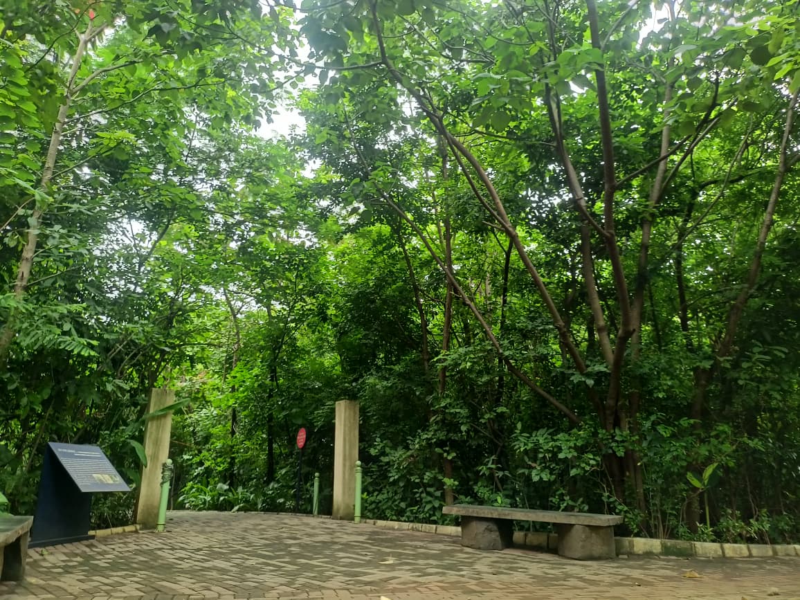 Nahar Amrit Shakti Udyan – Miyawaki Forest - slide 13