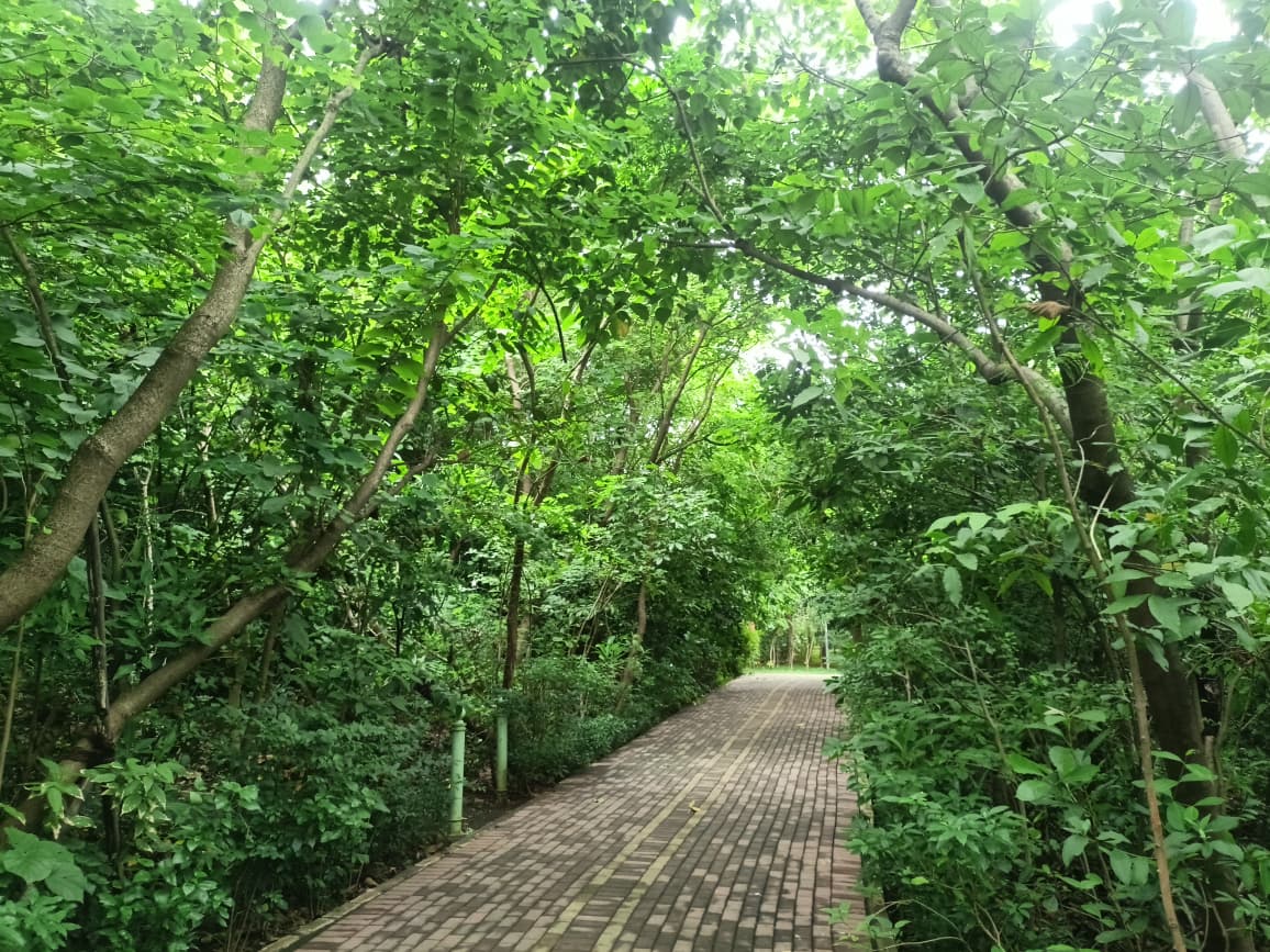 Nahar Amrit Shakti Udyan – Miyawaki Forest - slide 14