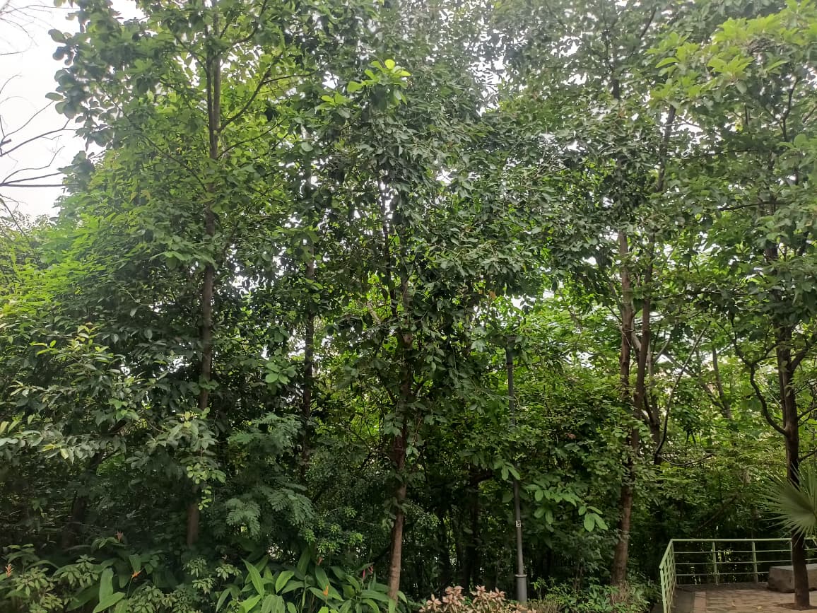 Nahar Amrit Shakti Udyan – Miyawaki Forest - slide 16