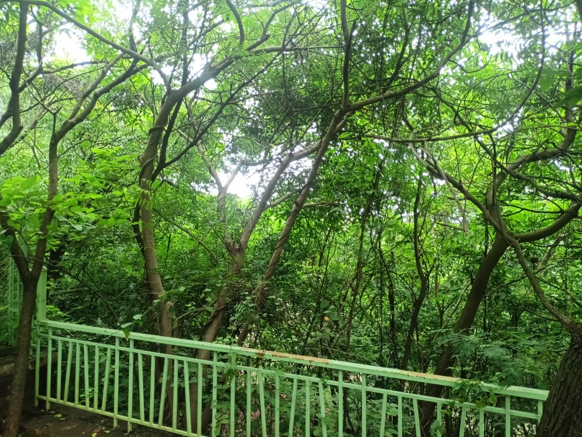 Nahar Amrit Shakti Udyan – Miyawaki Forest - slide 17