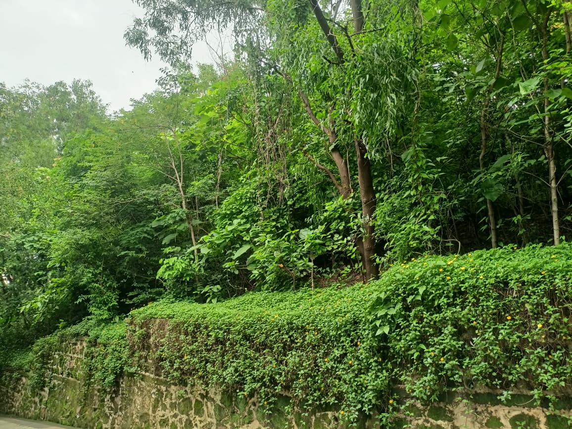Nahar Amrit Shakti Udyan – Miyawaki Forest - slide 19