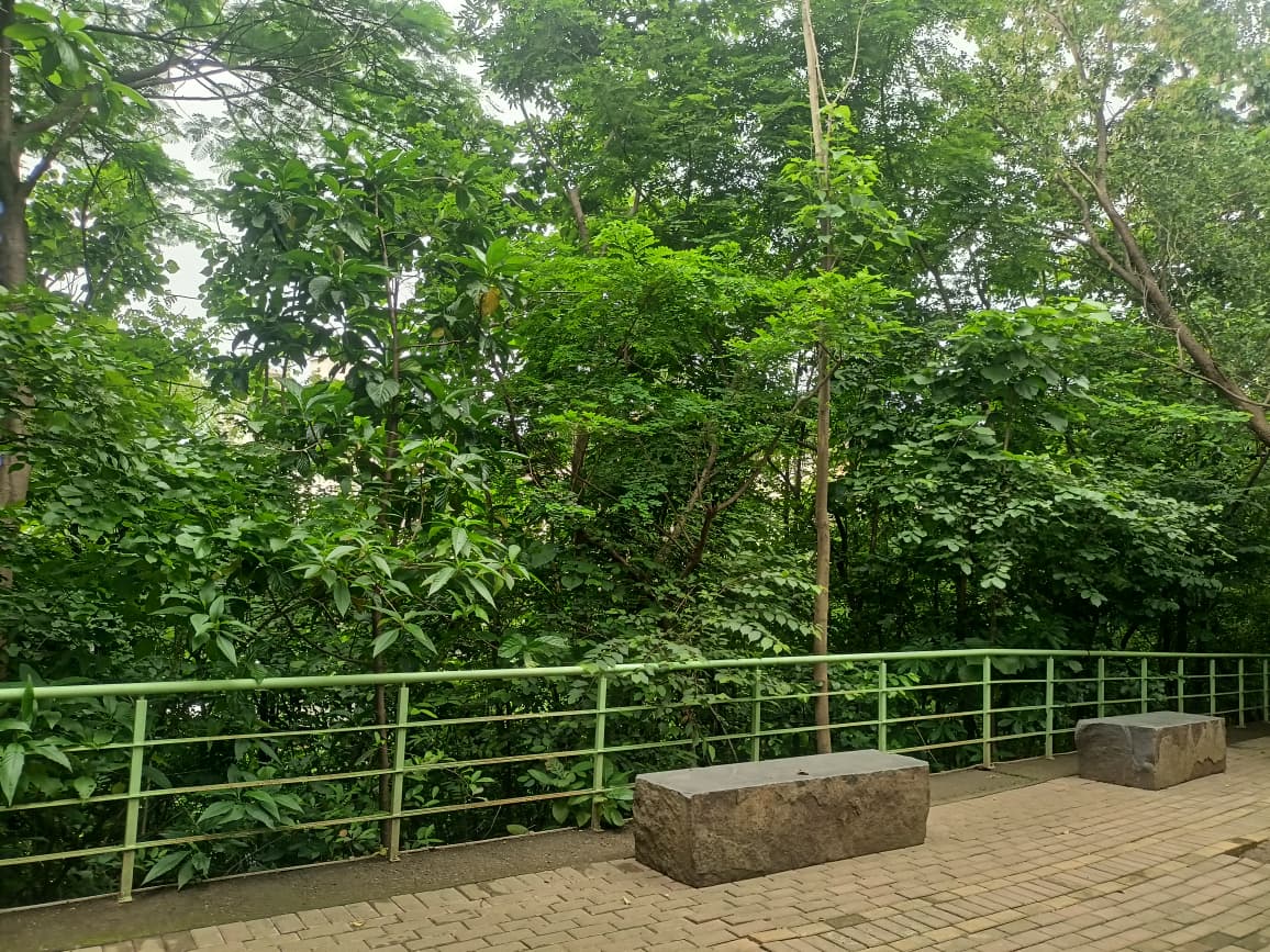 Nahar Amrit Shakti Udyan – Miyawaki Forest - slide 20